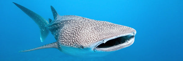 Whale shark sightings