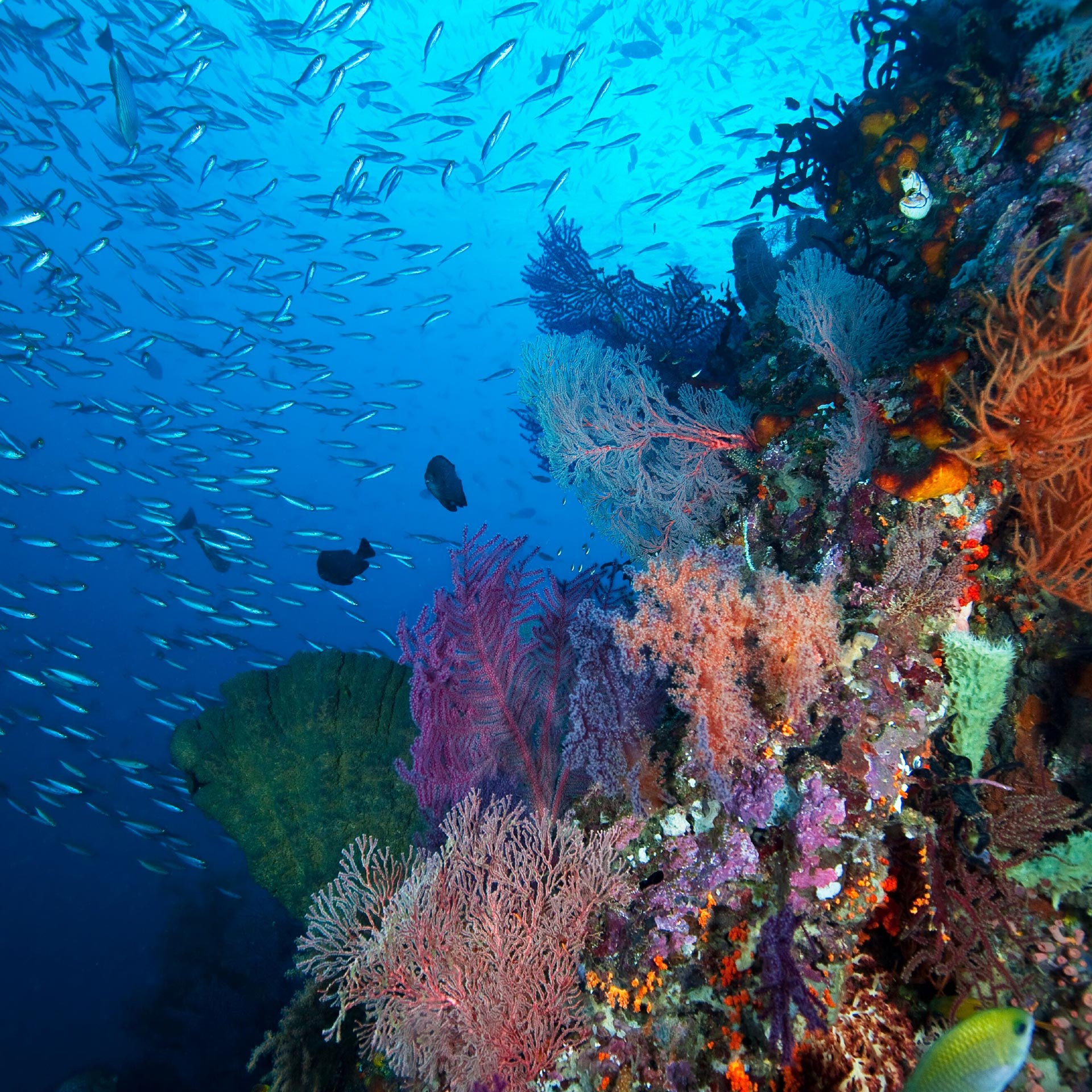 Diving trips for advanced and beginner divers in Thailand Raya Divers