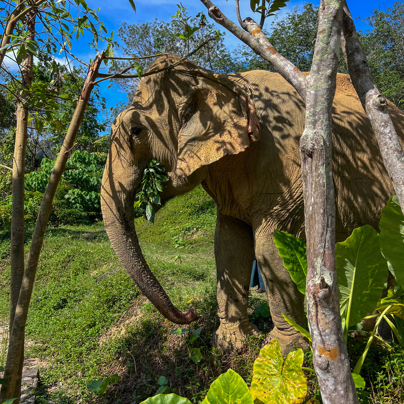 ETHICAL ELEPHANT EXPERIENCE (from Phuket)