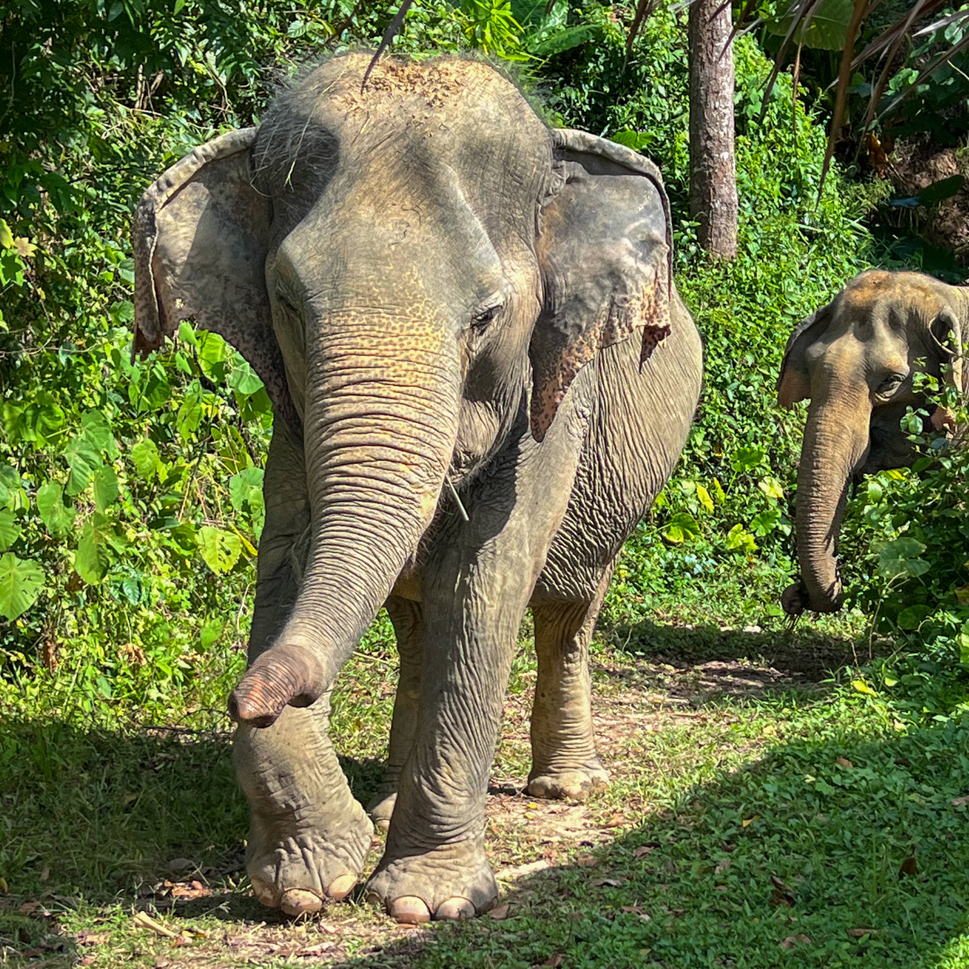 ETHICAL ELEPHANT EXPERIENCE (from Phuket)