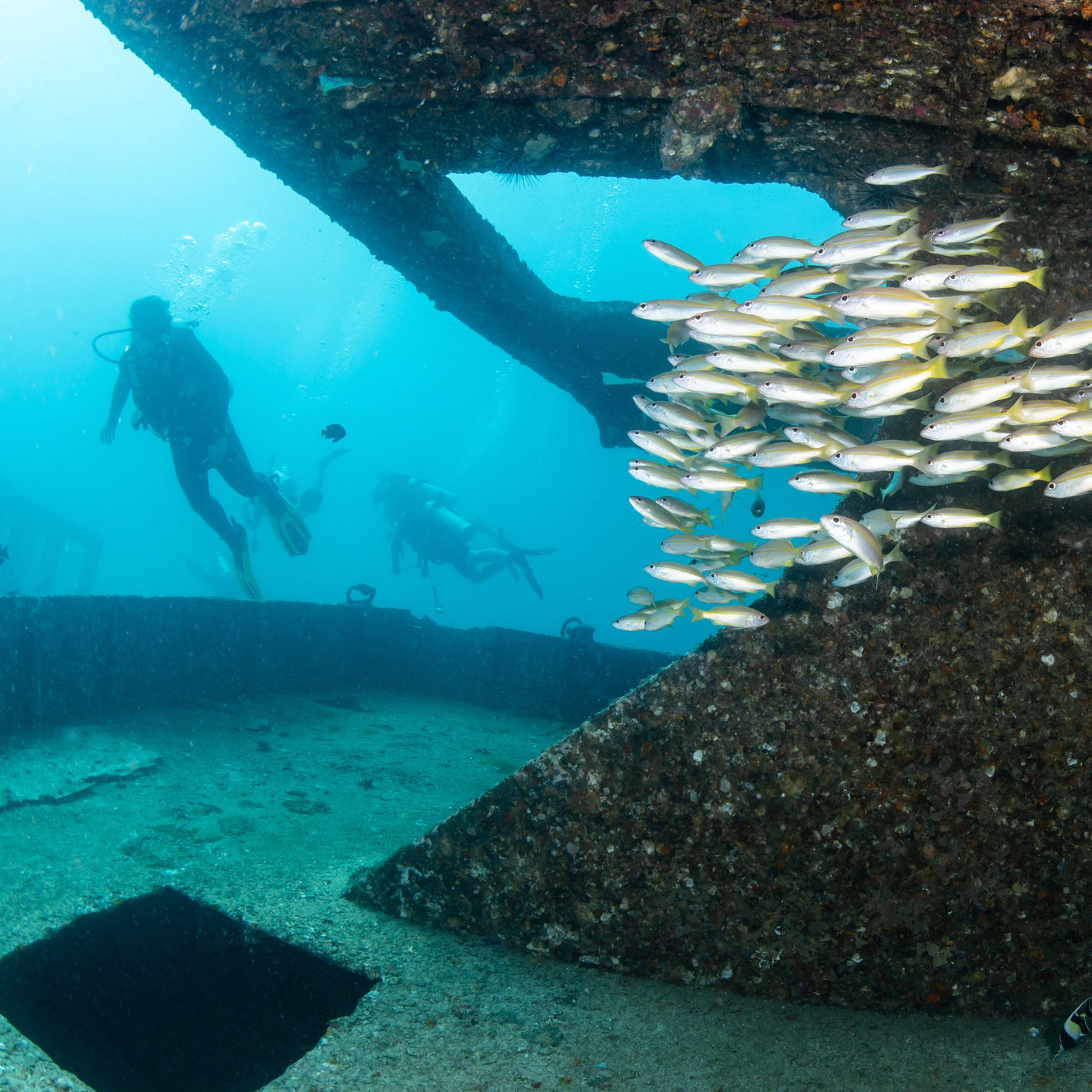 RAYA YAI - Diving Trip (from Phuket)