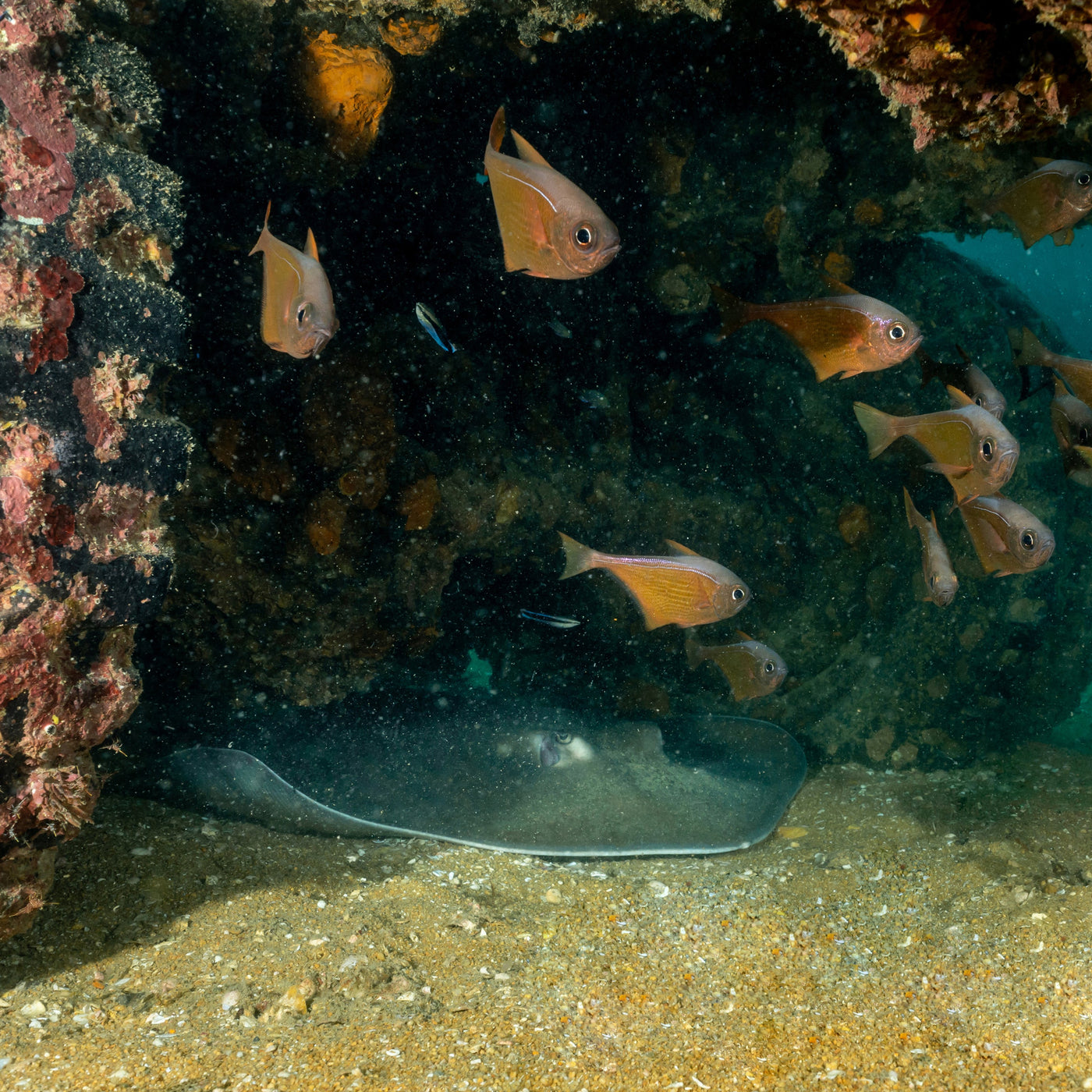 UNDERWATER MUSEUM - Diving Trip (from Khao Lak)